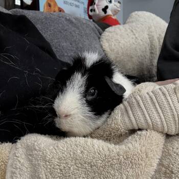 Rescue Guinea Pig Guinea Pigs for Adoption in Patchogue, New York - Charlie | PetCurious